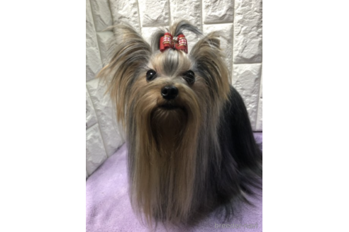販売中のヨークシャーテリアの親犬